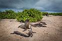 005 Espanola, galapagoszeeleeuw en zeeleguanen